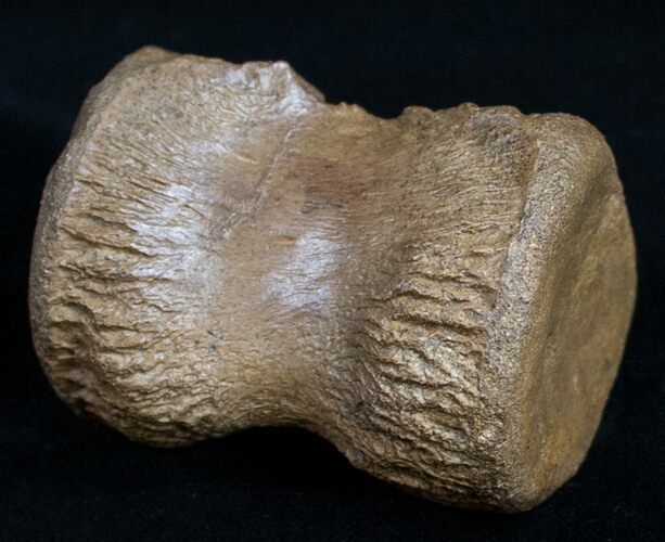 Very Nice Preserved Pachycephalosaurus Vertebrae #9940